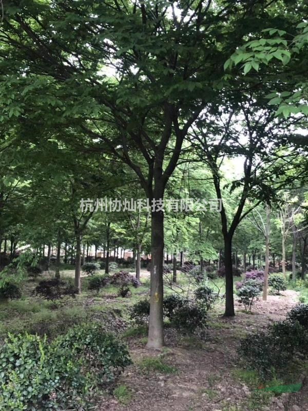 供應精品紅櫸樹10-28公分出售
