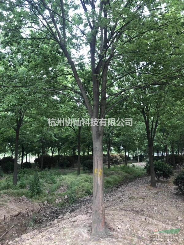 供應精品紅櫸樹10-28公分出售