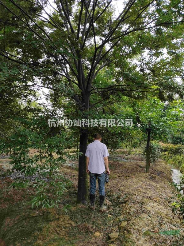 供應精品紅櫸樹10-28公分出售