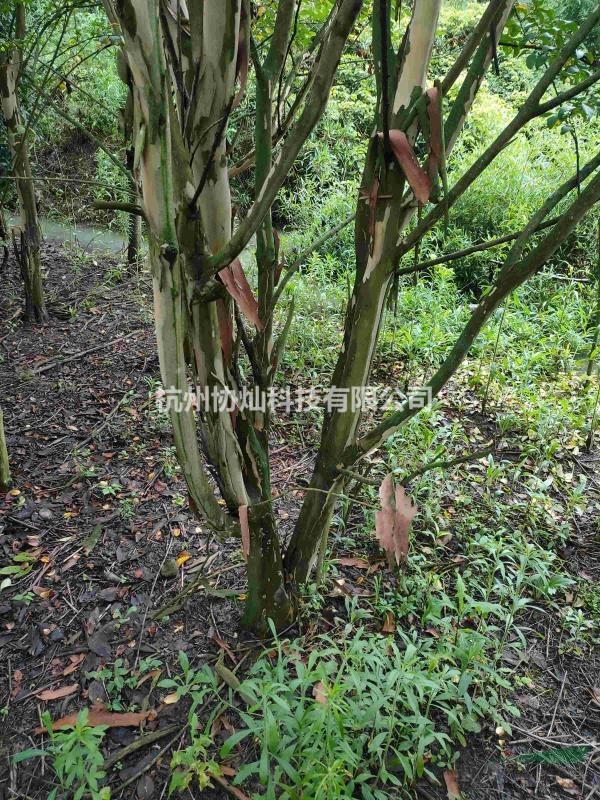 供应精品丛生紫薇低分支紫薇10-18公分冠幅350-400出