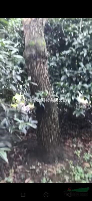 出售10-28公分烏桕