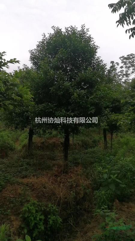供應精品大葉女貞12-20公分出售