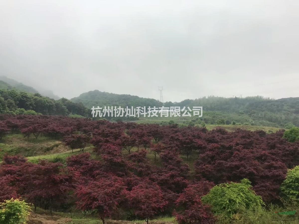 供應3-18公分三季紅紅楓與常年紅楓出售