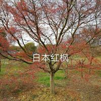 供應精品3-25公分日本紅楓紅舞姬出售
