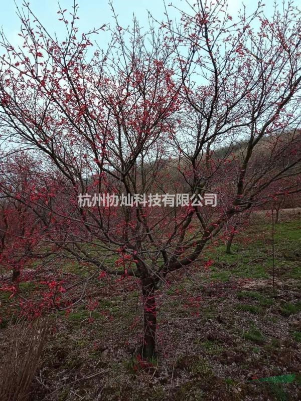 供應精品3-25公分日本紅楓紅舞姬出售