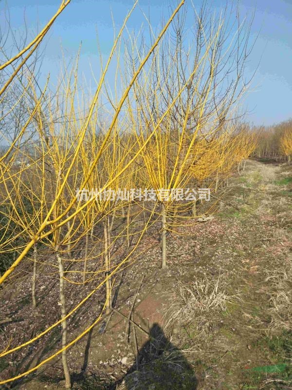 供應精品黃金槐規格5-18公分出售