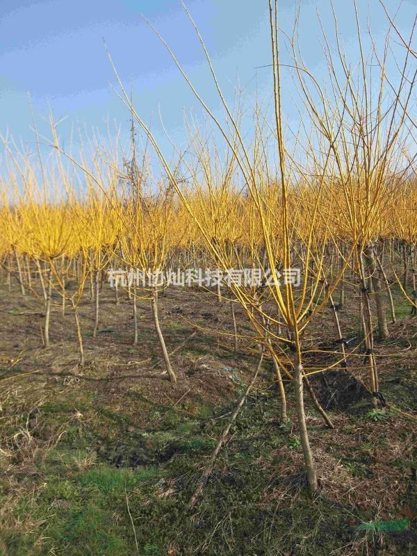 供應精品黃金槐規格5-18公分出售