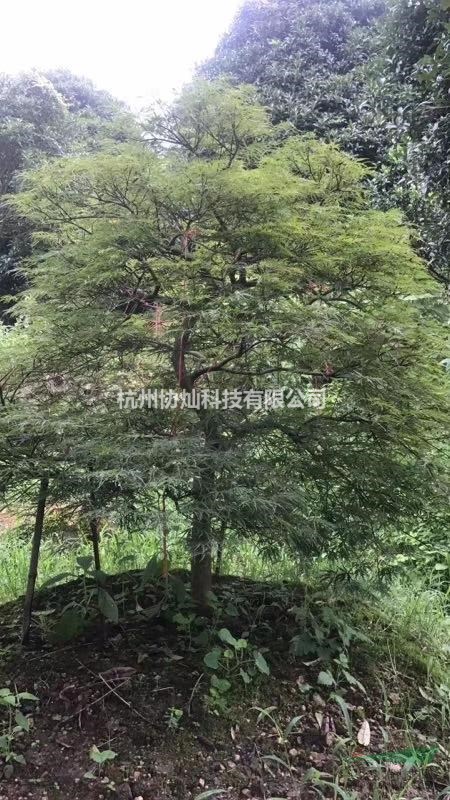 供應(yīng)精品原生羽毛楓出售