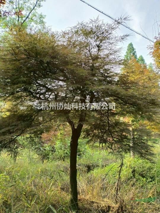 供應(yīng)精品原生羽毛楓出售