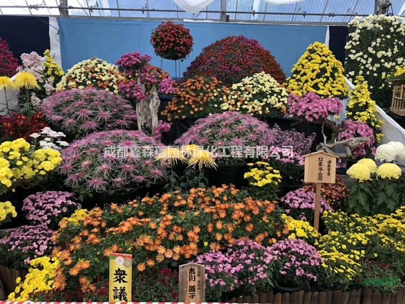 大型菊花展覽會造型 菊花雕塑廠家 成都菊花展造型綠雕