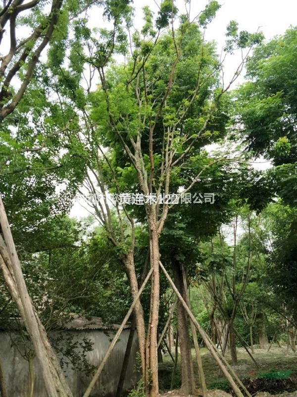 60公分黃連木價格 黃連木報價 叢生黃連木多少錢一棵 成都黃