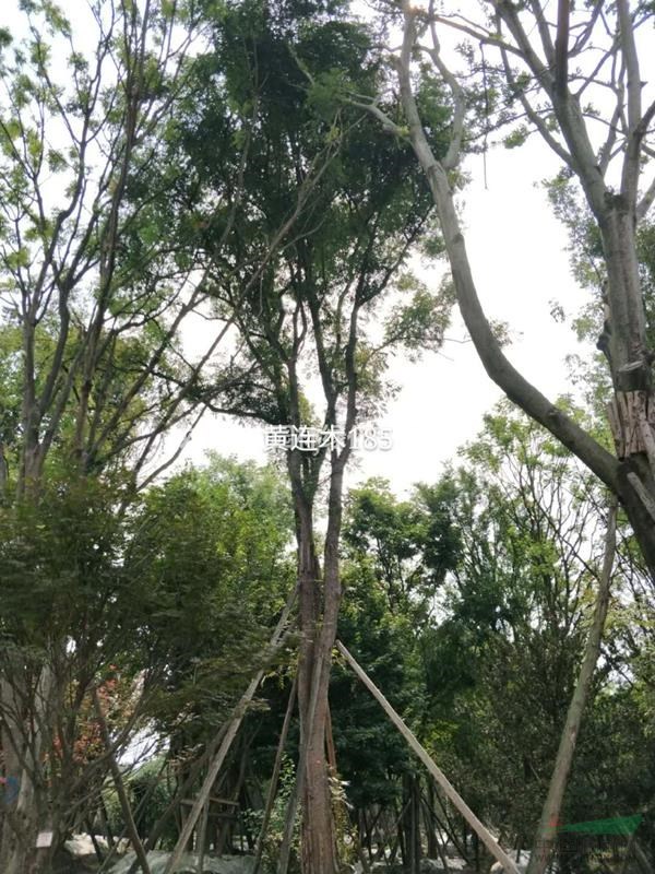 60公分黃連木價格 黃連木報價 叢生黃連木多少錢一棵 成都黃