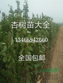 20萬棵優(yōu)質杏樹產(chǎn)品苗價格==絳縣杏樹苗采購基地