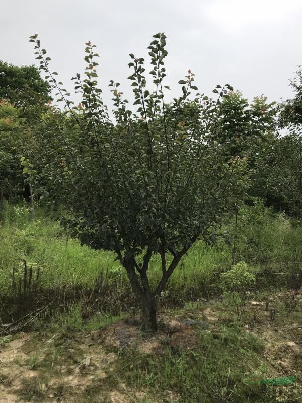 10-20公分移栽紅梅