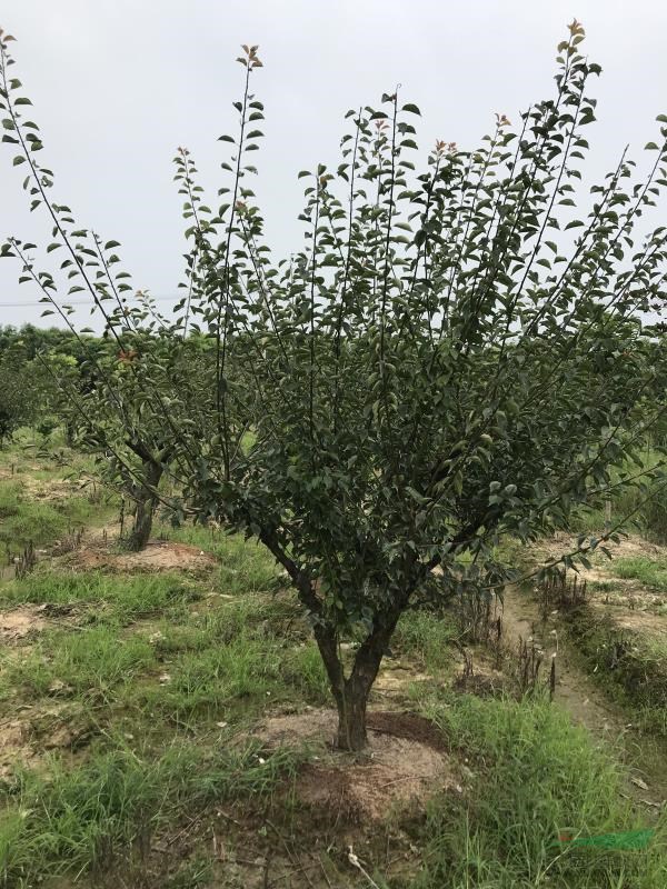 10-20公分移栽紅梅