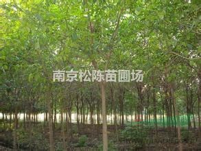 南京重阳木销售基地15公分重阳木批发销售