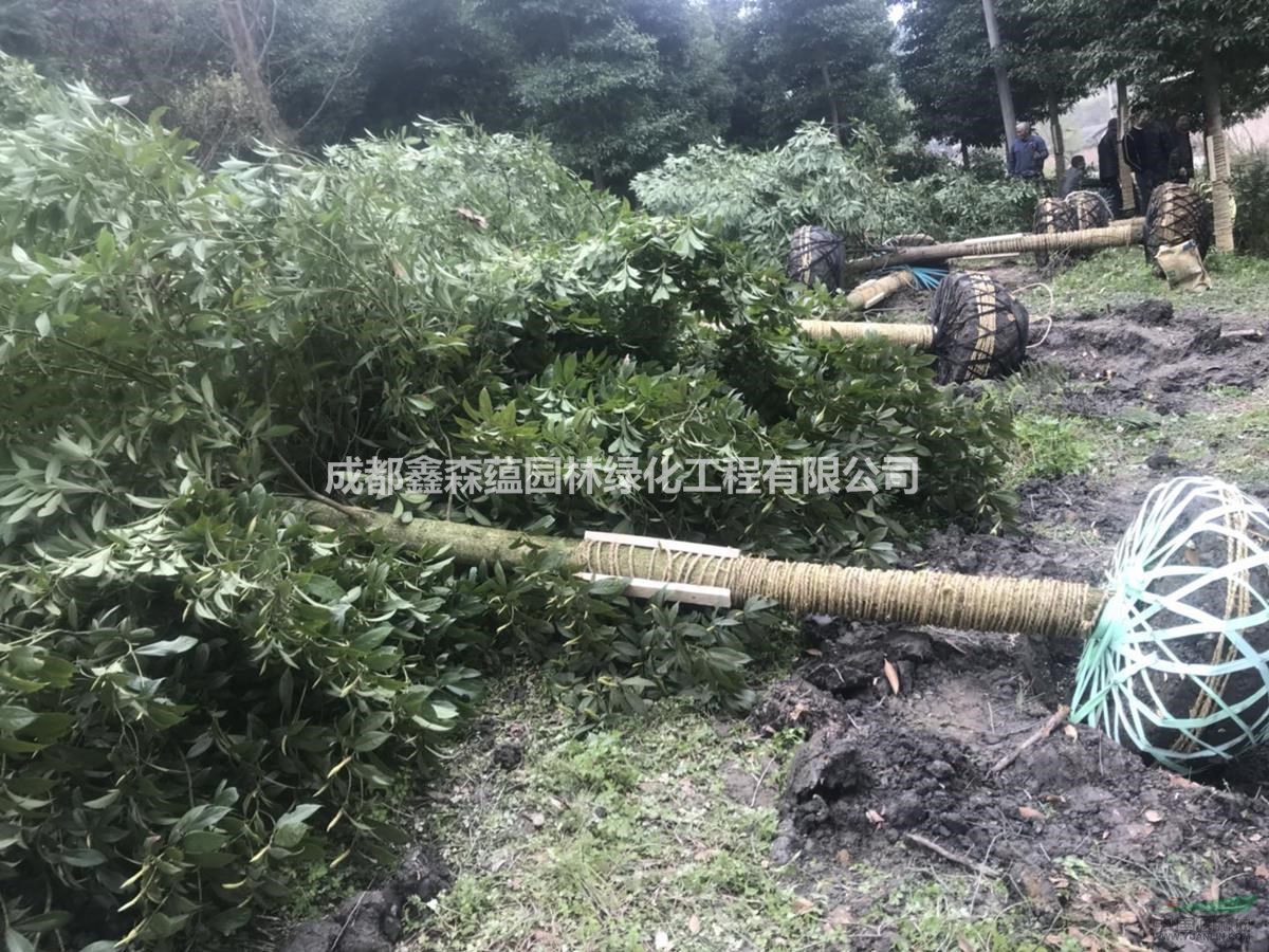 小葉楨楠基地 批發(fā)小葉楨楠 小葉楨楠批發(fā)基地 小葉楨楠小苗