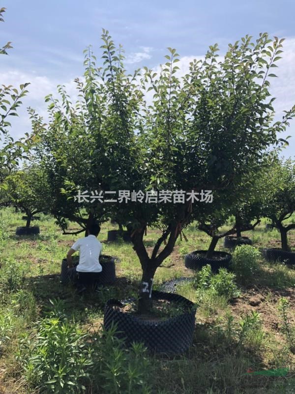 容器紅梅