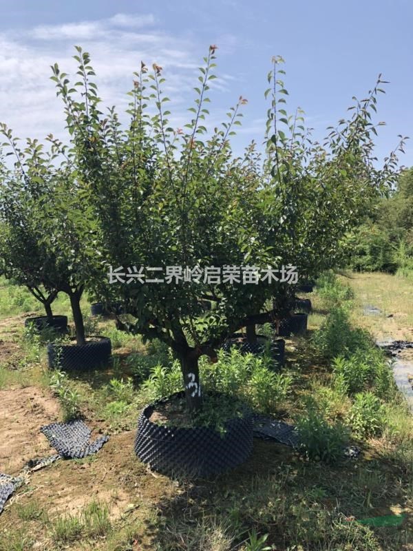 容器紅梅