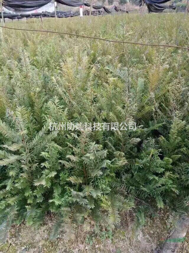 供當(dāng)年生與2/3/4公分小苗紅豆杉夏鵑春鵑紅葉石楠紅花繼木茶