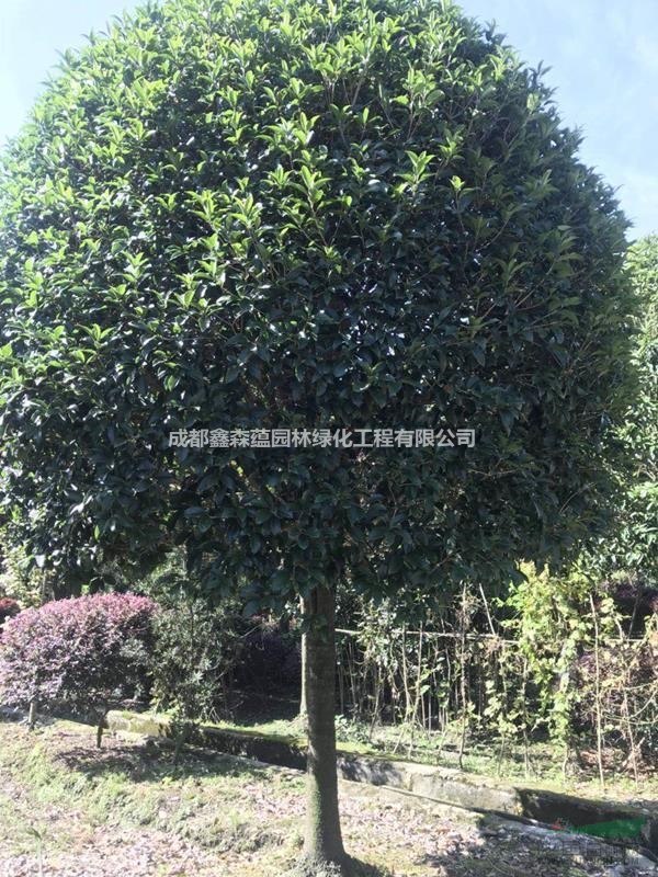 高桿桂花批發(fā)基地 桂花種植基地 成都高桿桂花價(jià)格 桂花批發(fā)