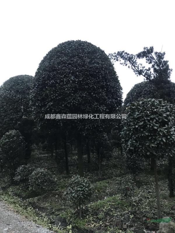 高桿桂花批發(fā)基地 桂花種植基地 成都高桿桂花價(jià)格 桂花批發(fā)