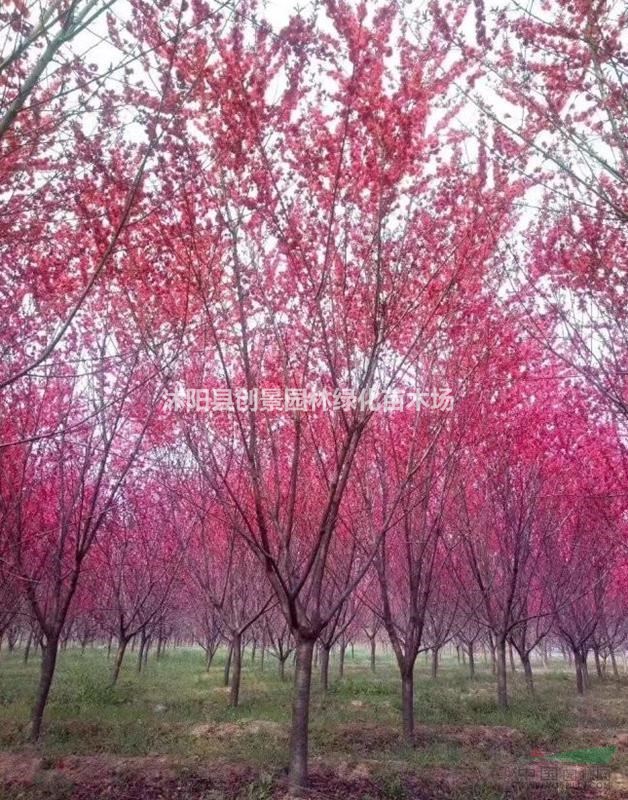 紅葉碧桃_紅葉碧桃價格_紅葉碧桃圖片 產(chǎn)地 基地直銷