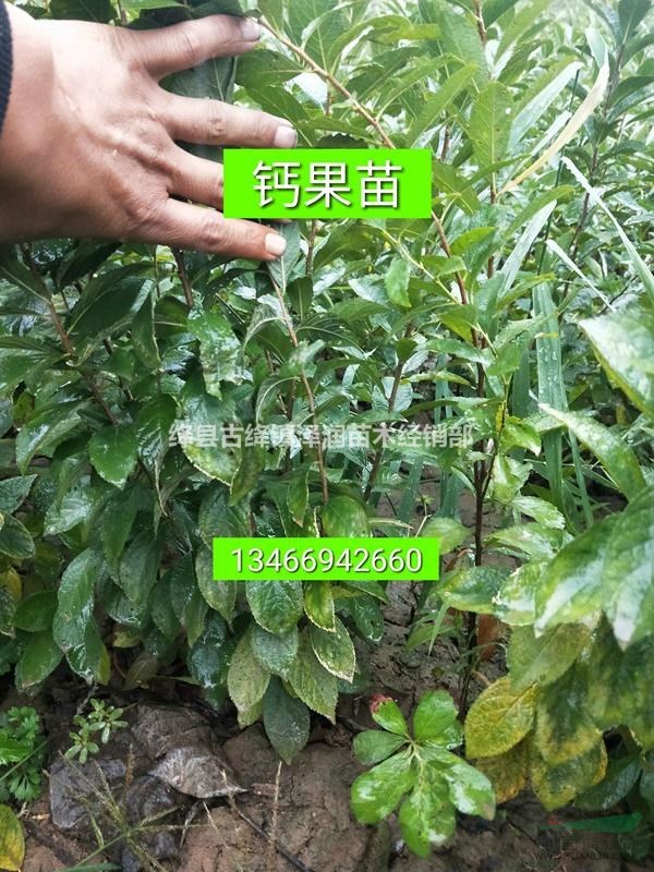 鈣果苗好品種是那一種？8號(hào)農(nóng)大鈣果苗=絳縣農(nóng)業(yè)