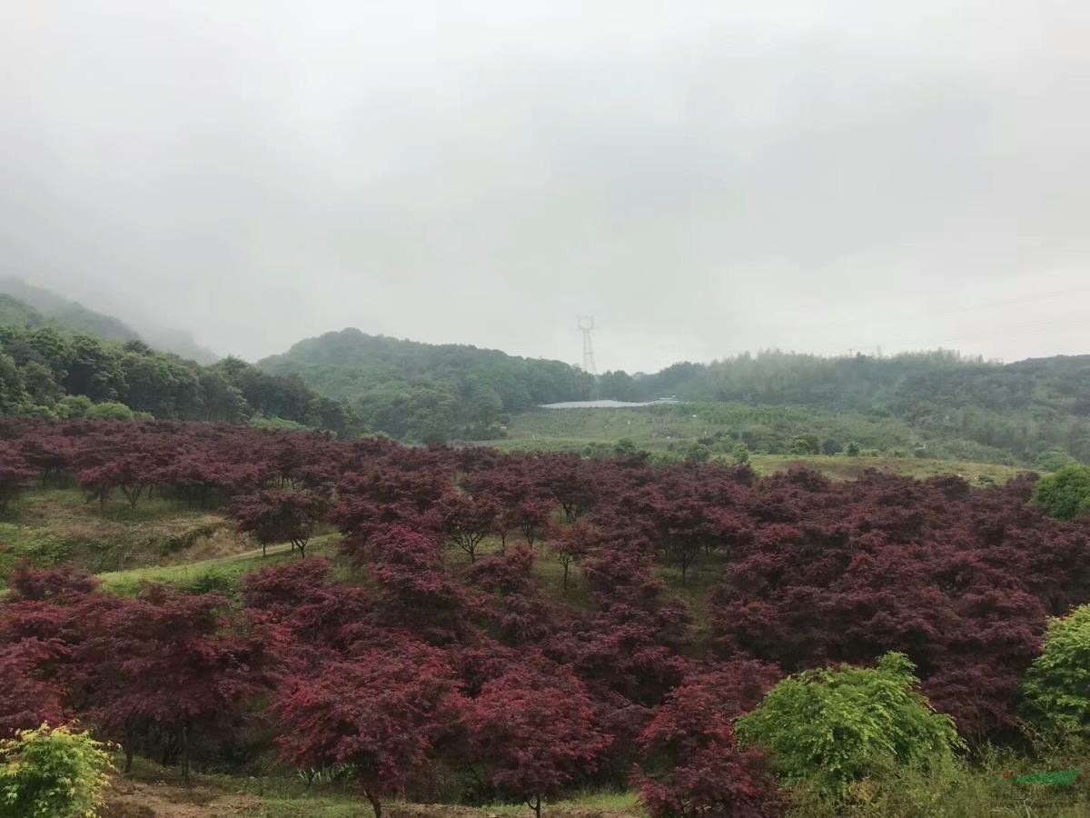 供應3-18公分三季紅紅楓與常年紅楓出售