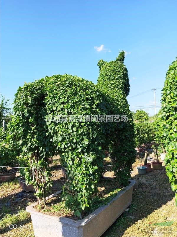 馬造型三角梅高4.5米動物造型三角梅福建漳州三角梅基地批發(fā)