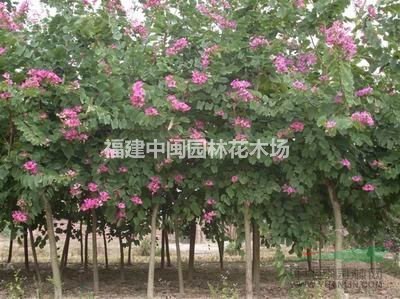 红花紫荆 20-50公分 精品地苗和袋苗供应 自产自销