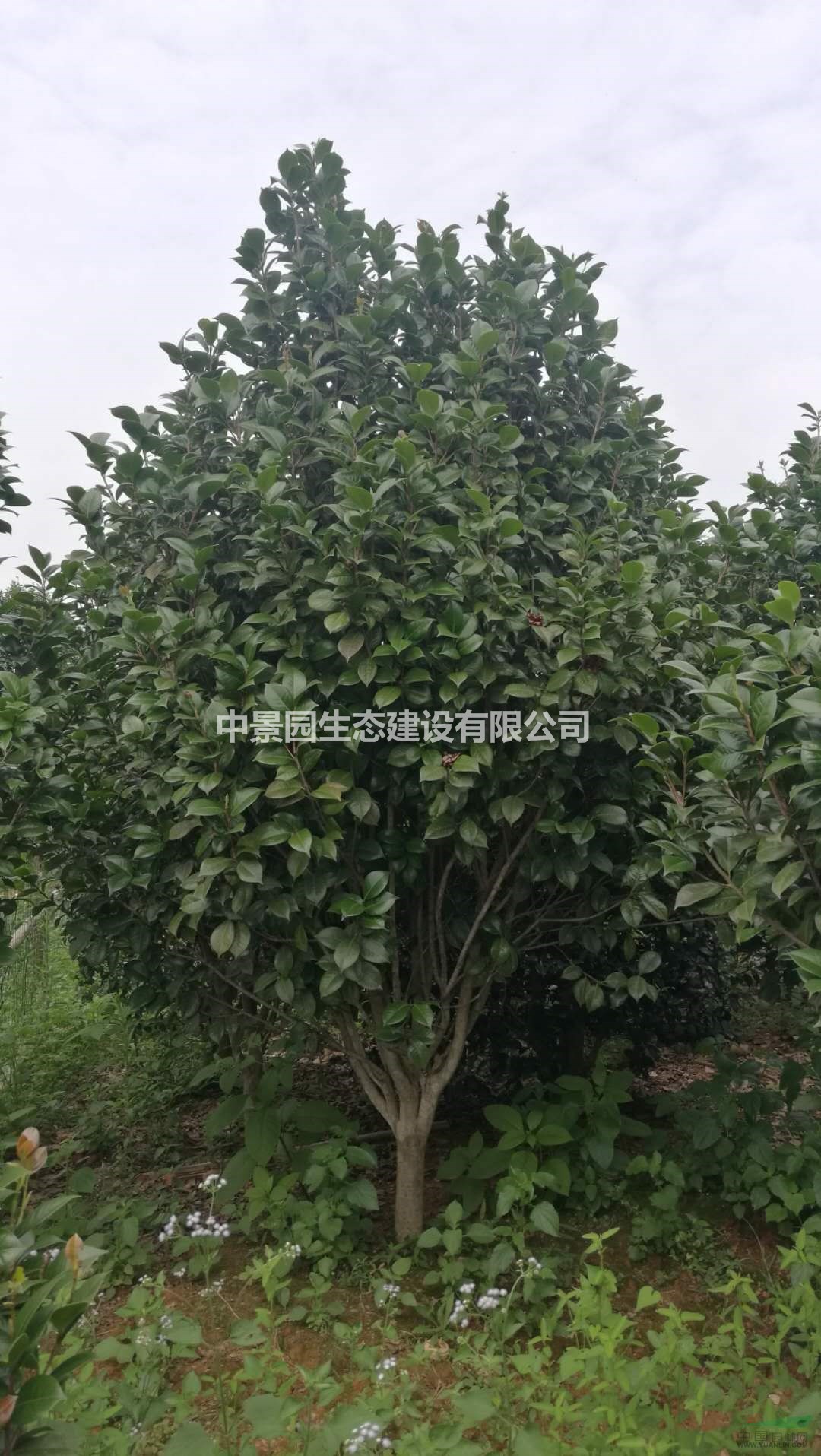 大量冠幅1.5-200米的红露珍茶花50000棵低价便宜促销