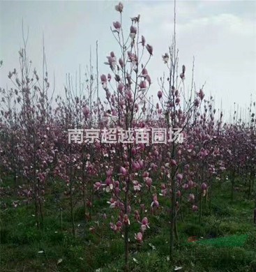 湯泉紅玉蘭/紅玉蘭苗圃價(jià)格/紅玉蘭產(chǎn)地價(jià)格/2公分紅玉蘭價(jià)格