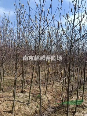 湯泉紅玉蘭/紅玉蘭苗圃價(jià)格/紅玉蘭產(chǎn)地價(jià)格/2公分紅玉蘭價(jià)格
