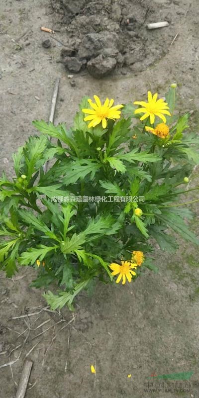 木春菊基地 木春菊批發(fā)基地 木春菊工程苗 木春菊小苗