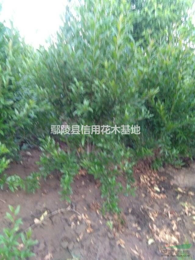 河南叢生紫荊3一8分枝8元