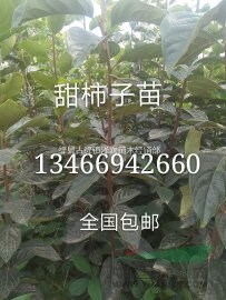 出售30公分-50公分柿子苗 柿子苗價(jià)格便宜處理