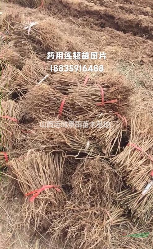 连翘苗价格·1-3年生连翘苗产地皮价格·山西连翘苗