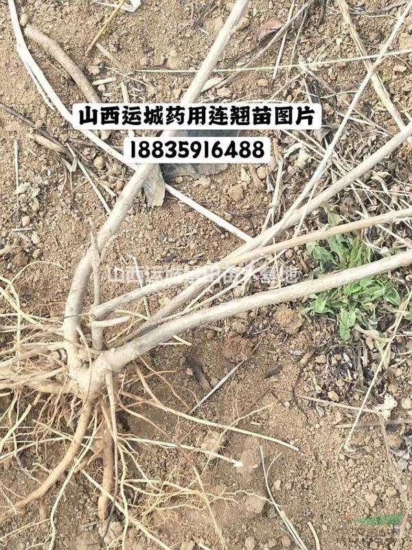 连翘基地·山西连翘苗种植基地·运城连翘苗产地价格