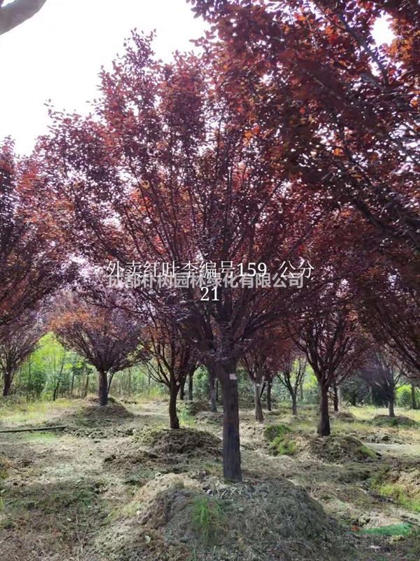 2019紫葉李價(jià)格表 紫葉李報(bào)價(jià) 紫葉李產(chǎn)地在哪兒 