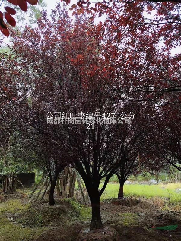 2019紫葉李價(jià)格表 紫葉李報(bào)價(jià) 紫葉李產(chǎn)地在哪兒 