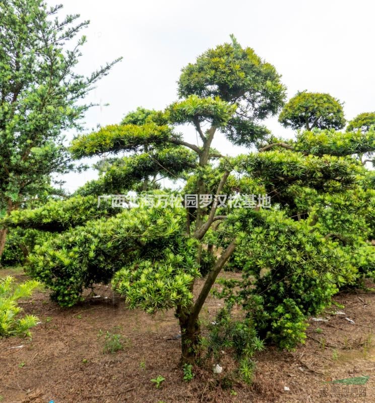 今年精品直杆造型罗汉松价格走势  华南地区直杆造型罗汉松零售