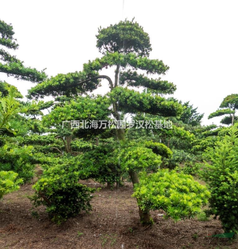 今年精品直杆造型罗汉松价格走势  华南地区直杆造型罗汉松零售