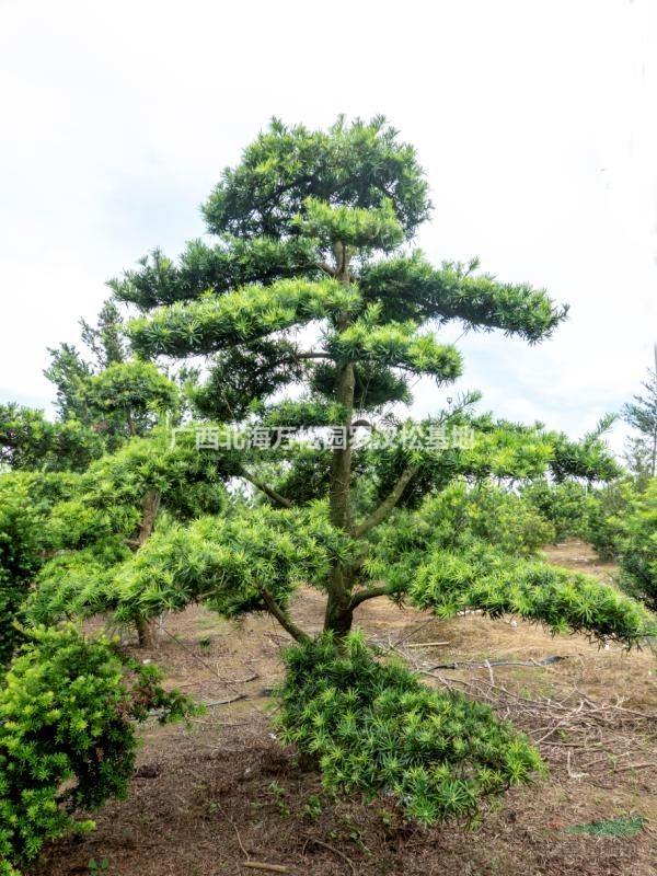 今年精品直杆造型罗汉松价格走势  华南地区直杆造型罗汉松零售