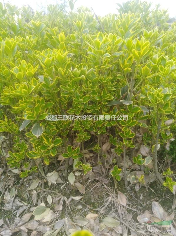 四川供應(yīng)大葉黃楊   大葉黃楊種植戶直銷、大葉黃楊價(jià)格、大葉