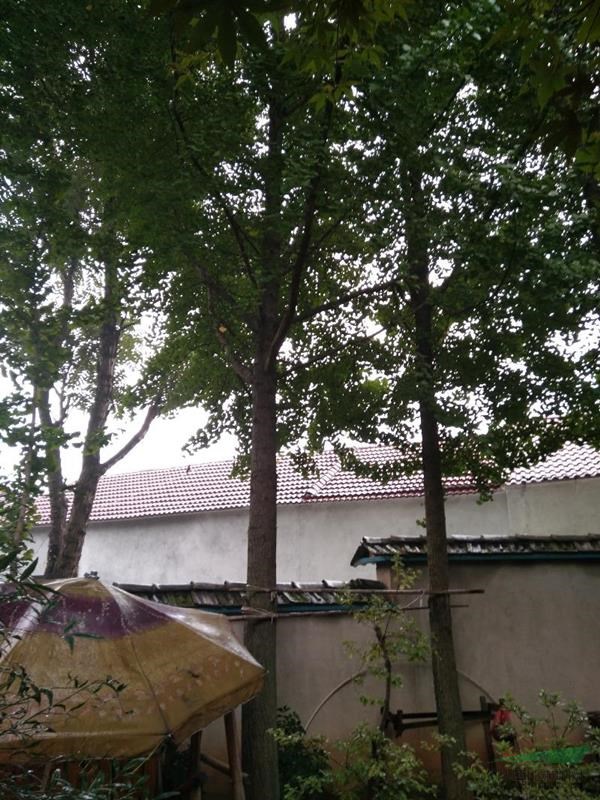 安徽宣城地区供应20~32cm银杏树