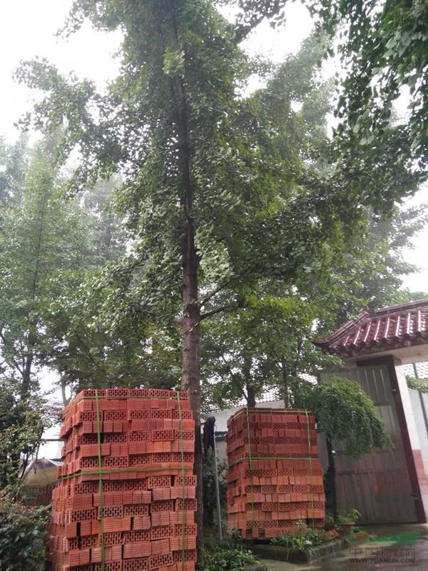 安徽宣城地区供应20~32cm银杏树