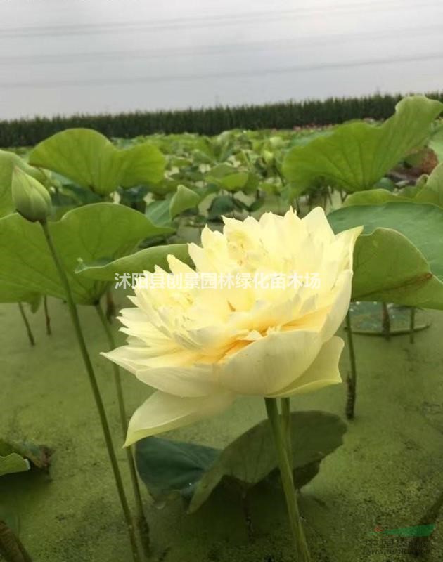 荷花苗_荷花種苗、 批發(fā)價格低_荷花種植方法