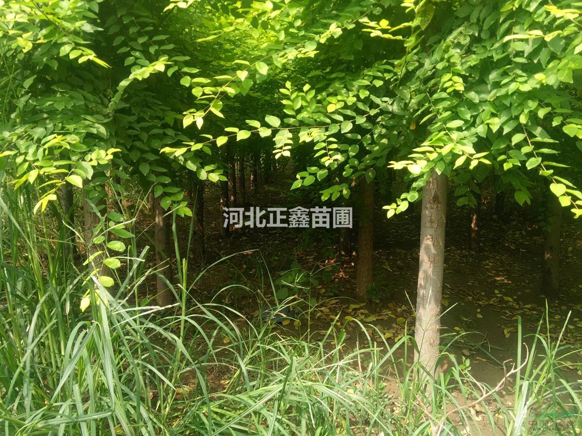 金葉榆價格 規(guī)格齊全 價格合理