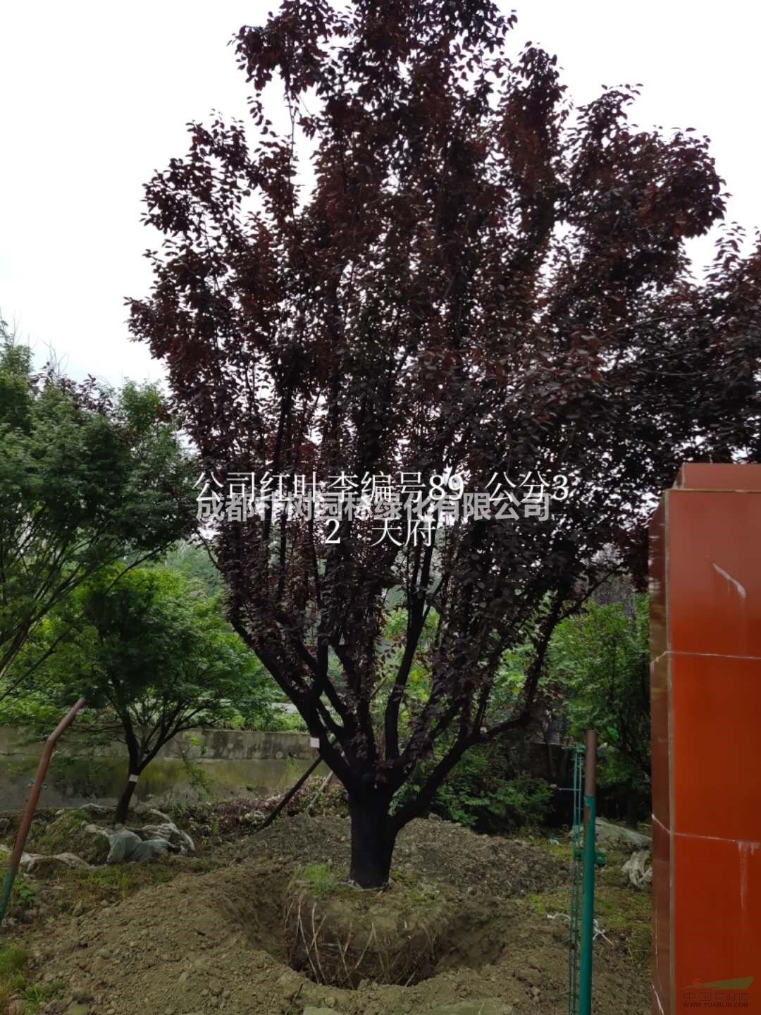紅葉李價(jià)格表，紅葉李價(jià)格30-36公分多少錢(qián)？